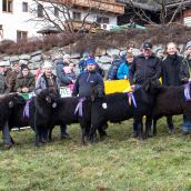 Gruppensieger Vereinsausstellung Braunes Bergschaf Tirol 2020 (5)